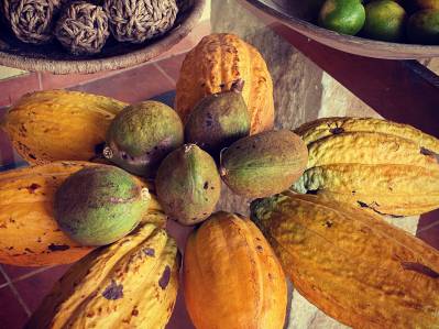 Ecofinca Sostenible de Cacao y Vainilla de 14 Ha, Pococí, Caribe