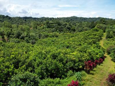Premium 9.3-Hectare Farm for Sale in Ojochal, Costa Rica