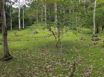 🏡 Se vende quinta en La Dominica, Turrialba - 5060 m2 🔥 ₡42 millones📲8830 4140