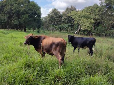 Finca La Lupana con Potencial Turístico y Agroproductivo – Bolsón, Turrubares
