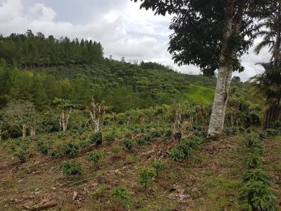 Sea dueño de su finca cafetera en San Vito