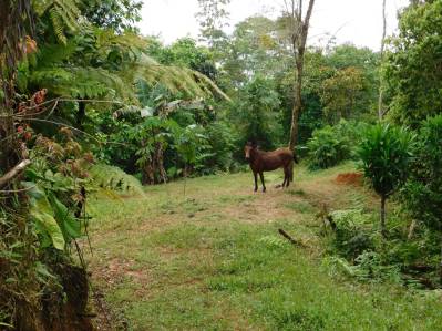 Finca Tesoro Escondido – Waterfall and Ocean Views Included
