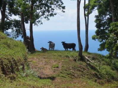 Hermosa finca titulada de 93 Ha para desarrollo, con deslumbrantes vistas panorámicas en Golfito