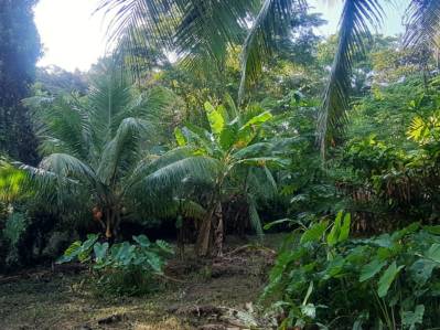 Your piece of Paradise close to Cahuita & the National Park