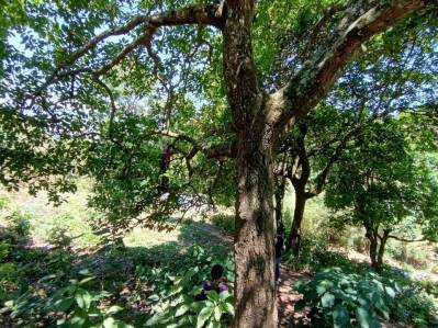 Great Investment Opportunity in Agua Colorada, El Hato!