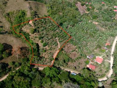 Más de 2,5 acres en Ceibo, plantados con café y frutas