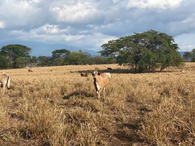 Finca Ganadera De 9 Ha Y Dos Lotes Frente Al Mar En Playa Bajamar En Venta, Ganga