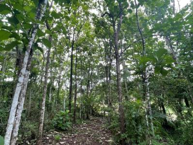 A Corner of Green Silence. Land in a Private Forest Near the Beach