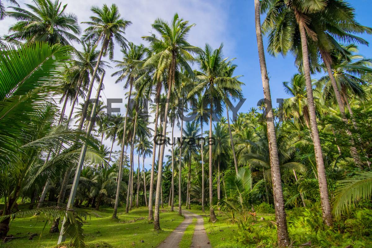 Land for sale Low Wood (Lowood)Guyana CENTURY 21 Global